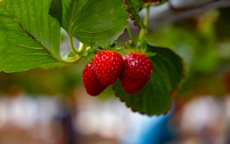 Strawberry Farm Picking - Church Wide Activity